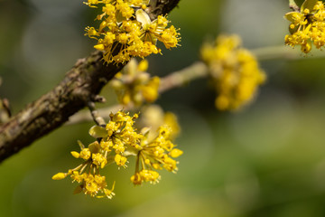 Beautiful twig with bright yellow flowers on blurred natural green background. Soft selective macro focus cornelian cherry blossom (Cornus mas, European cornel, dogwood) in early spring