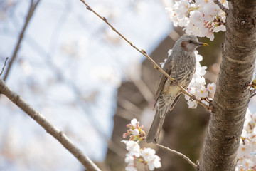 桜とヒヨドリ