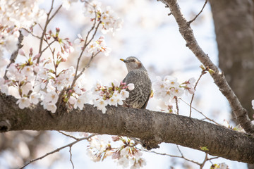 桜とヒヨドリ