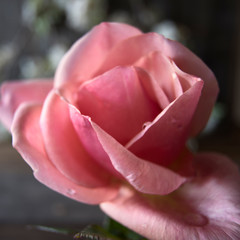 Single pink rose in a time vase.