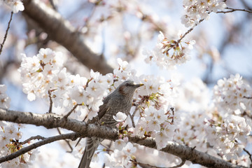 桜とヒヨドリ
