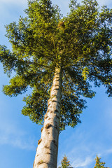 Fototapeta premium View of trees from inside a forest