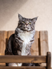 cute cat basking in the sun