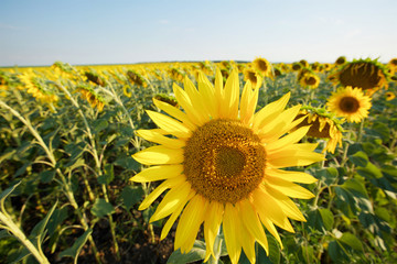 Yellow sunflower flowers on a large agricultural field.