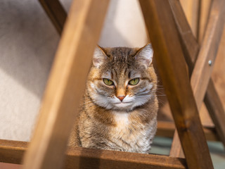 cute cat basking in the sun