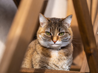 cute cat basking in the sun
