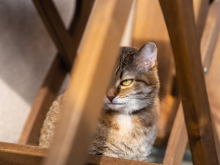 cute cat basking in the sun