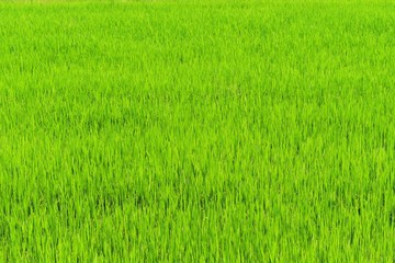 green rice in fied for background