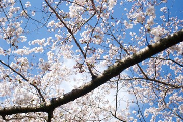 桜の木