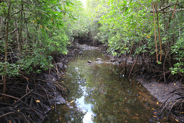 Obraz premium water in mangrove forest