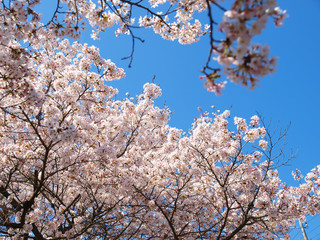 桜と青空