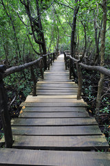 bridge in manngrove forest