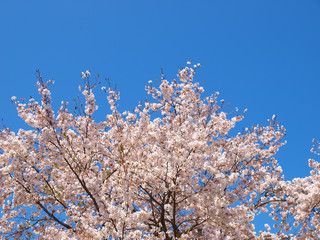 桜の木と青空