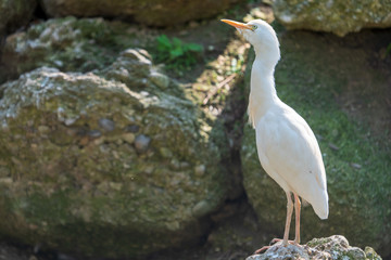 weißer Vogel