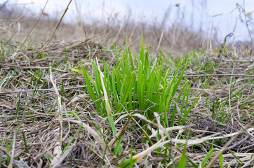 the first, young, juicy, green grass growing between last year's dry grass, in early spring.