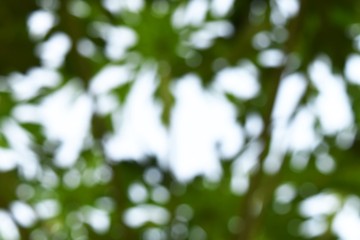 many bokeh light  for green background