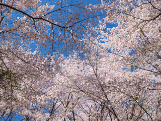 桜の木と青空