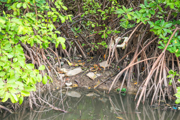 A view of a mangrove full of trash on Itamaraca Island - Pernambuco, Brazil