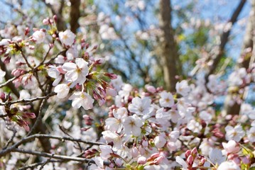 桜の蕾と花びら