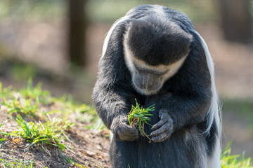 Colubusaffe