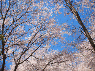 桜の木と青空