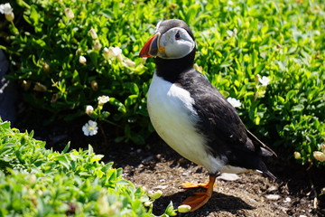beautiful bird puffin 