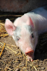Pink piglet basking in sun. Muzzle of farm baby animal