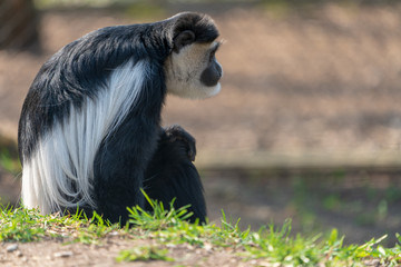 Colubusaffe