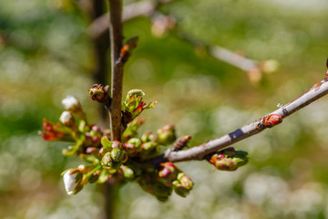 Young blooming cherry tree in the garden under the sun. Firts blossom, beauty of nature. Macrophoto
