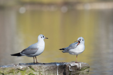 pair of black-headed gulls on a wall at a pond