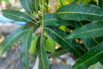 Naklejka premium mango leaf hopper on mango leaf, focus selective