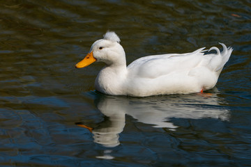 Ente