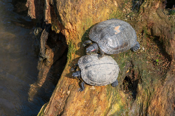 Kleine Schildkröten