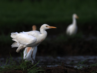 egret the position for prey