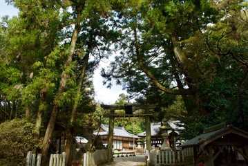 Obraz premium 緑の中の神社