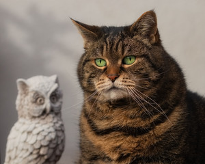 Fototapeta na wymiar Tabby cat with stone owl