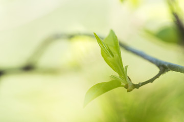 branch of a tree with young leaves and buds