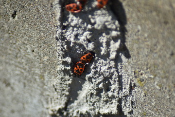 Gemeine Feuerwanze (Pyrrhocoris apterus)