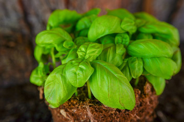 Green basil planted inside the ground. Aromatic herb fading in the garden. Leaves disease destroying the plant