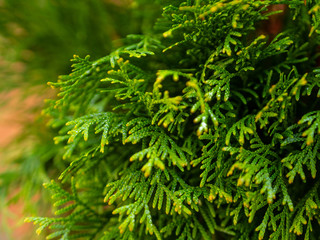 Green arborvitae branches