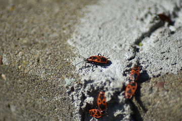 Gemeine Feuerwanze (Pyrrhocoris apterus)