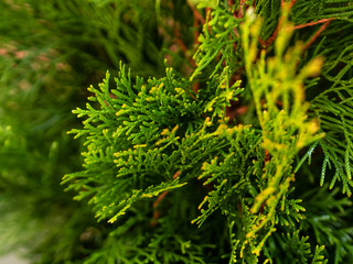 Green arborvitae branches