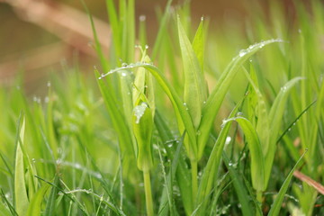 Dew on the grass