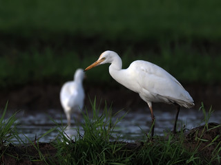 the egret's wild life