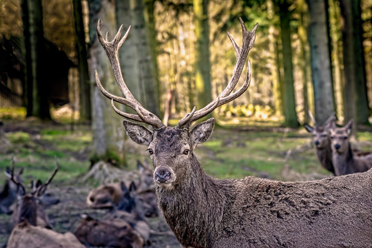 deer in the forest © Bjarne