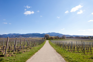 Obraz premium Frühling im Breisgau deutschland