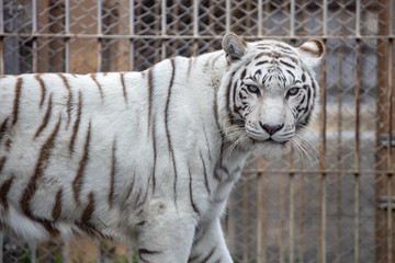 ホワイトタイガー