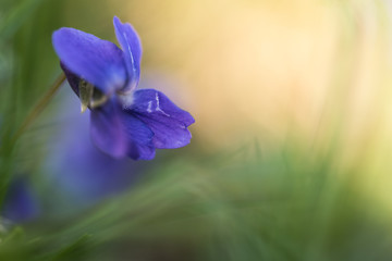single viola isolated with little grass around