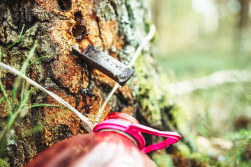 drops of birch sap from a tree trunk.