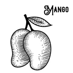 Mango Hand drawing